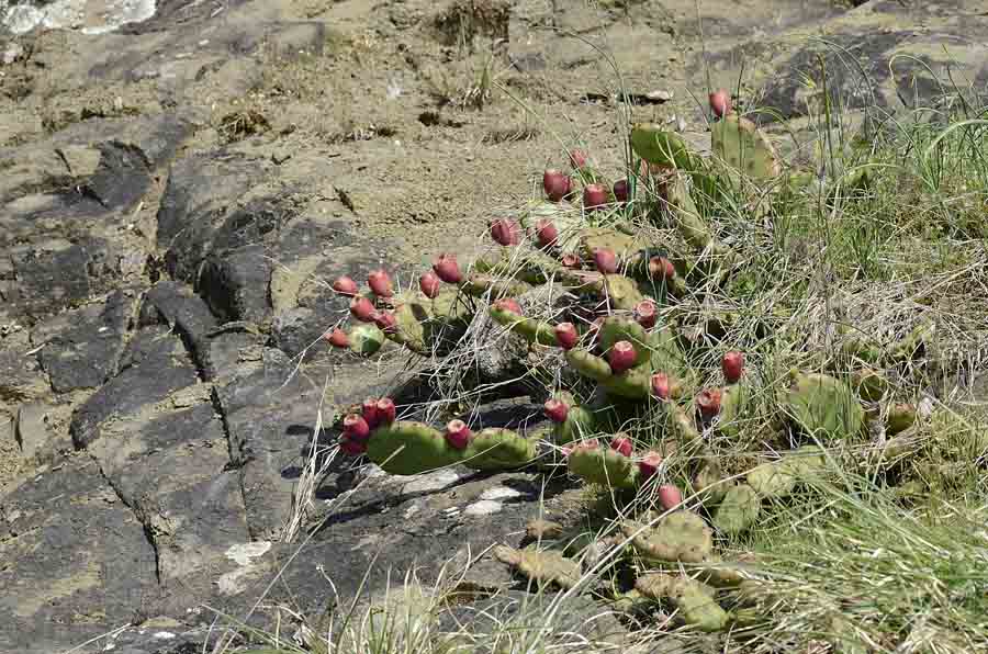 Opuntia humifusa / Fico d''India nano